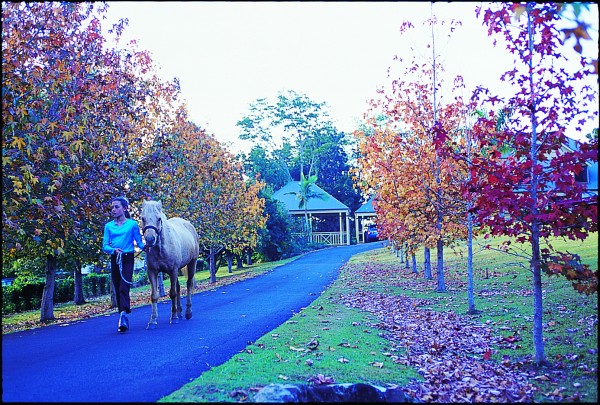 Ewingsdale_horse
