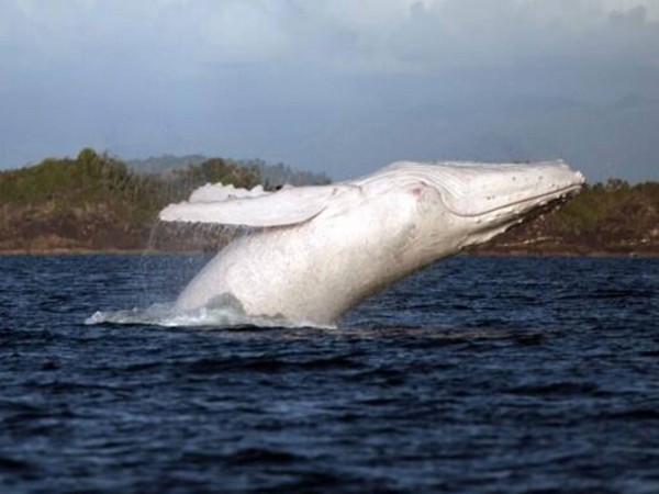 Migaloo, Australia's white whale.